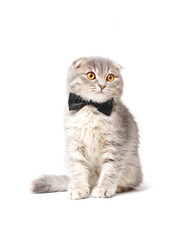 Scottish fold cat with bow in a white background