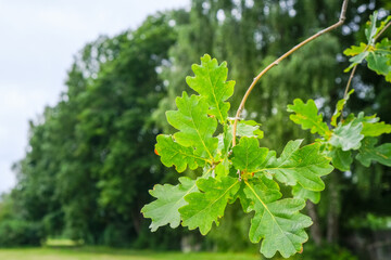 oak branch with young leaves on a blurred forest background