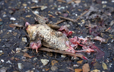 Tote überfahrene Kröte auf der Straße bei der Krötenwanderung