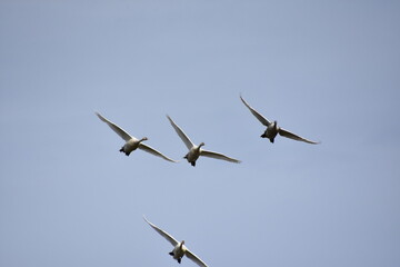 4 Schwäne in Flug