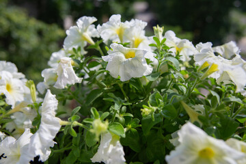 There are many white petunias growing outside the window.