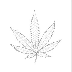 Marijuana leaf excursion on white background. Growing cannabis