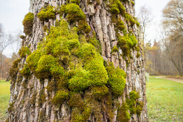 moss grow on the bark of an old tree