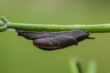 Snail without shell on branch
