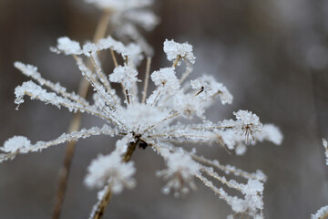 frost on the flower