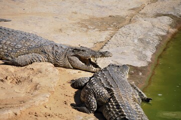 A crocodile, an alligator farm in Tunisia, Africa