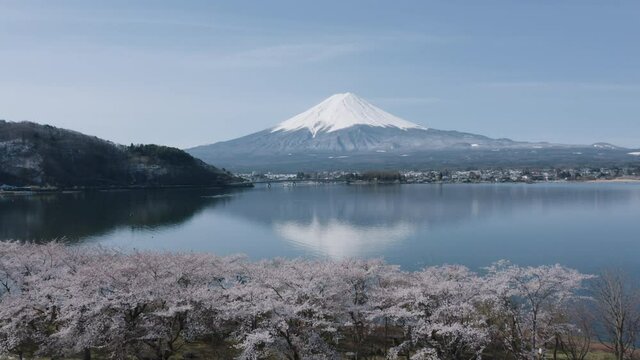 Mt Fuji and Cherry Blossoms in spring at Lake Kawaguchiko