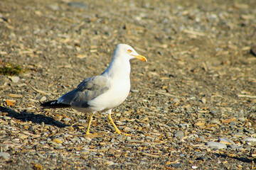 Seagull walks on a beach