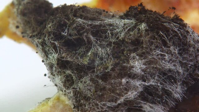 Macro shot of overgrown black mold on rotted fermented bread