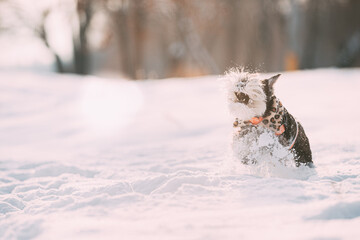 Funny Miniature Schnauzer Dog Or Zwergschnauzer In Outfit Playing Fast Running In Snow Snowdrift At Winter Day