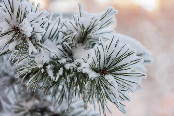 Snow covered pine tree branch on sunny day.  Winter background. Closeup. Copy space