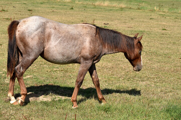 Obraz premium American Quarter Horse Hengstjährlinge