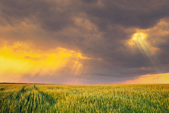 Sunset Dramatic Sky Over Rural Green Wheat Field. Spring Season. Altered Sunrise Sky. Sunray Rays From Sky