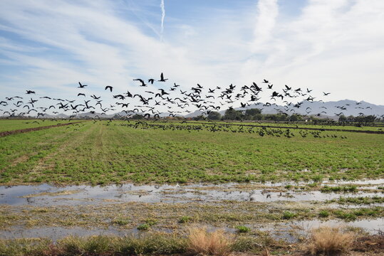 Arizona’s Glossy Ibis (Plegadis Falcinellus), Are Not Indigenous To Arizona.  Huge Flocks Gather In Irrigated Alfalfa Fields Near Buckeye, Arizona, To Forage For Worms