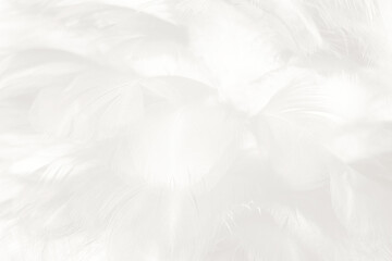 white feather texture background,pastel soft fur for baby to sleep.