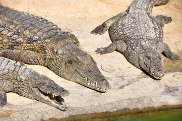 A crocodile, an alligator farm in Tunisia, Africa