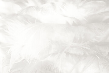 white feather wooly pattern texture background
