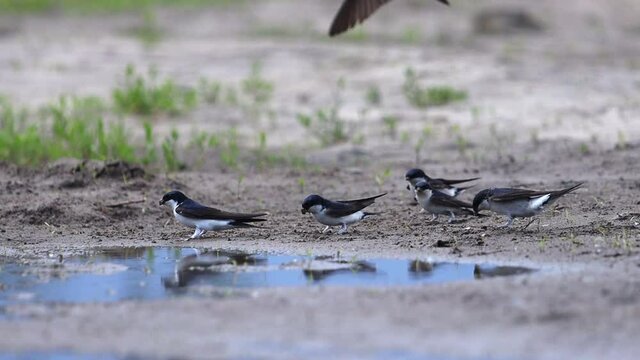 birds gather material for a nest at the edge of a puddle