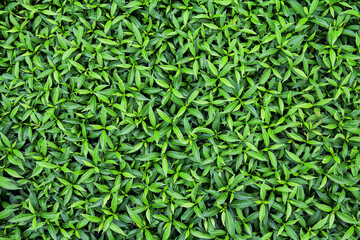 Natural background of green leaves