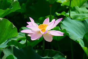ピンクの蓮の花