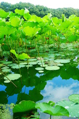 沼に映る蓮の葉 