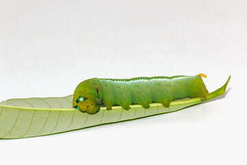 Green worms  on leaves with white background,close up