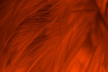Beautiful orange colors trend feather texture background, trends color