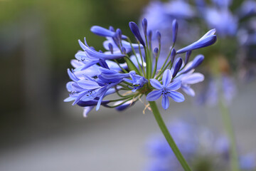 Blaue Agapanthus Blüten - Macro