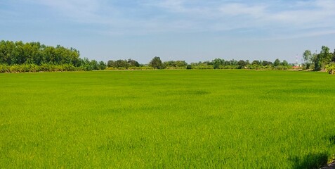 Obraz premium field and blue sky