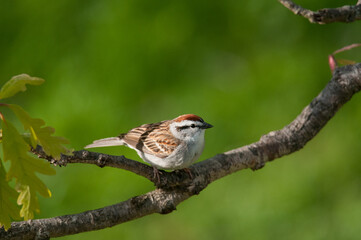 Chipping Sparrow perched with green