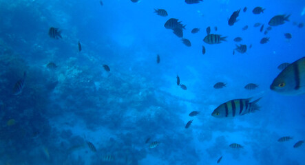 Obraz na płótnie Canvas Tropical coral reef. Ecosystem and environment. Egypt. Near Sharm El Sheikh