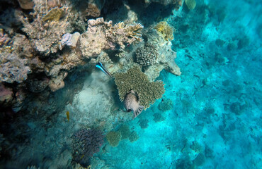 Tropical coral reef. Ecosystem and environment. Egypt. Near Sharm El Sheikh