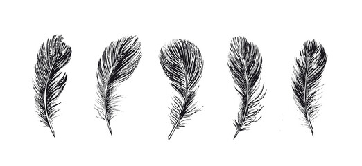 Feathers, Hand drawn style sketch illustrations.	