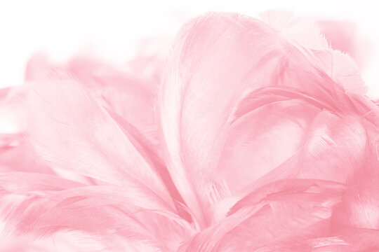 Beautiful light pink feather pattern texture background © nadtytok28