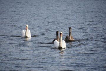 schwäne auf dem see