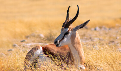 Wild african animals. The springbok (medium-sized antelope) in tall yellow grass against a blue sky. Etosha National park.
