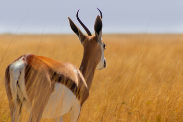 Wild african animals. The springbok (medium-sized antelope) in tall yellow  grass against a blue sky. Etosha National park.