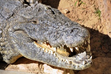 A crocodile, an alligator farm in Tunisia, Africa