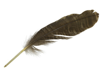 Beautiful eagle feather isolated on white background