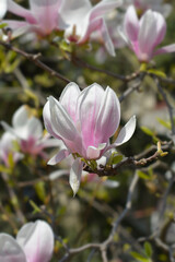 Fototapeta na wymiar Magnolia tree