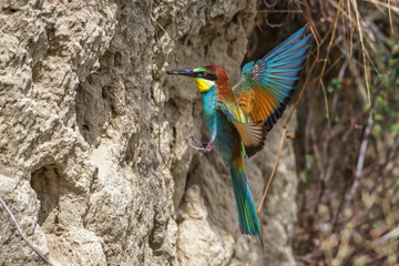 Bienenfresser (Merops apiaster)