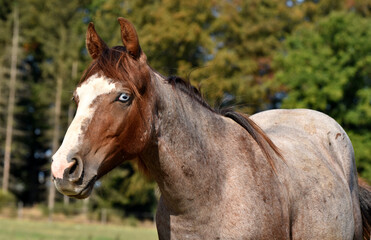 Obraz premium American Quarter Horse Hengstjährlinge