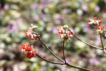 みつまた　　　神奈川県相模原市の城山地区にある「城山カタクリの里」は個人所有の山林だが、カタクリ他早春の花々で山が賑わいを見せる3月から4月にかけて一般に公開される。