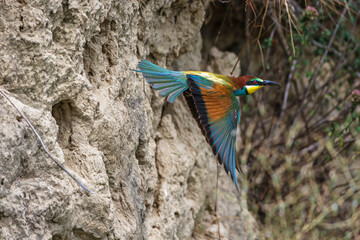 Bienenfresser (Merops apiaster)
