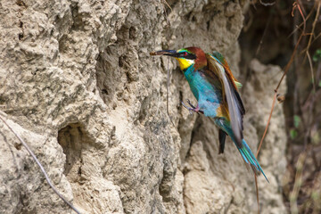 Bienenfresser (Merops apiaster)