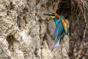 Bienenfresser (Merops apiaster)
