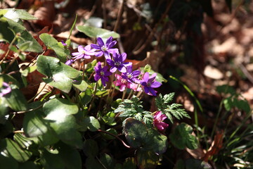 雪割草　　　神奈川県相模原市の城山地区にある「城山カタクリの里」は個人所有の山林だが、カタクリ他早春の花々で山が賑わいを見せる3月から4月にかけて一般に公開される。