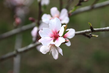 アーモンド　　　　神奈川県相模原市の城山地区にある「城山カタクリの里」は個人所有の山林だが、カタクリ他早春の花々で山が賑わいを見せる3月から4月にかけて一般に公開される。