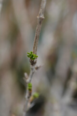 Gooseberry Hinnomaki Green