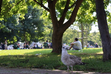 Fototapeta premium duck and ducklings